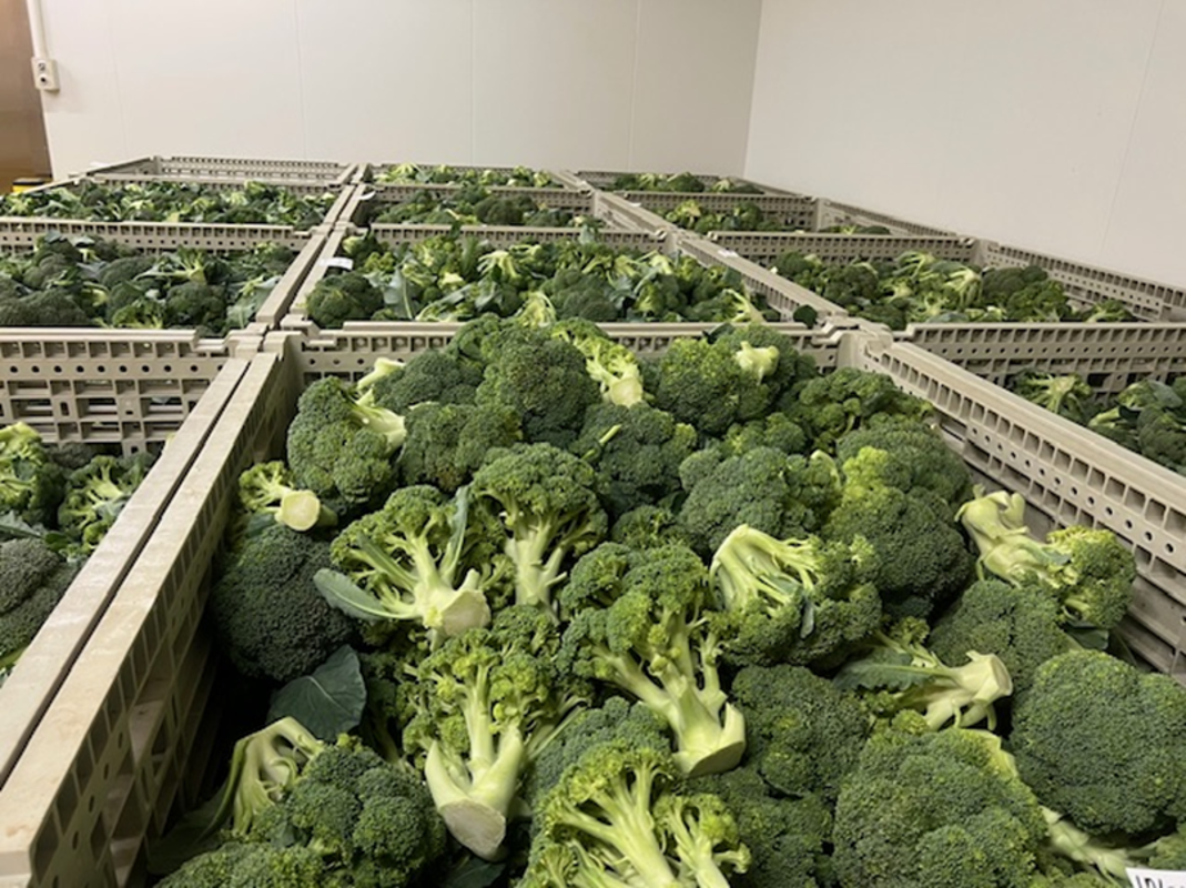 廃棄予定のブロッコリーの「茎」を使ったオリジナルレシピを考案